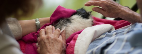 Médiation animale en EHPAD : favoriser l'expression des ressentis